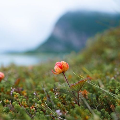 Blüte Fjord